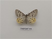 藏品(尺蛾123)的圖片
